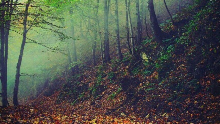 Tolışə musiği-24