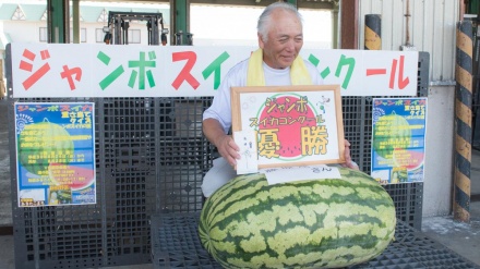 秋田・ジャンボスイカコンクールが開催、優勝品は重量80kg