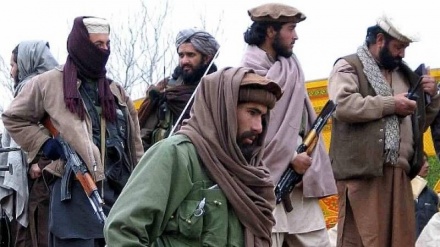 بازداشت شماری از  اعضای تی‌تی‌پی به دست نیروهای طالبان 