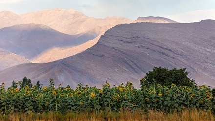 Ladang Bunga Matahari di Selseleh, Lorestan (1)