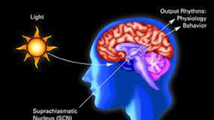 Così il cervello avverte il cambio di stagione