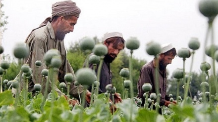 وابستگی افغان ها به کشت تریاک
