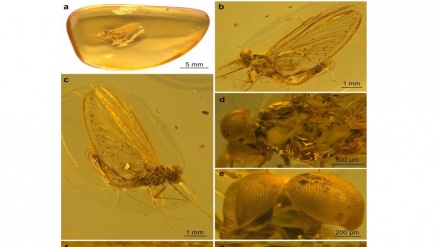 Scoperto un insetto di 35 milioni di anni