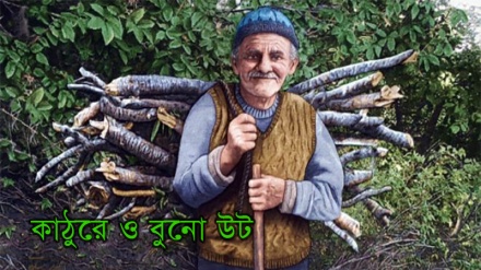 গল্প ও প্রবাদের গল্প: কাঠুরে ও বুনো উট