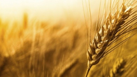 ロシアが、貧困国に無償で穀物５０万トン提供の用意