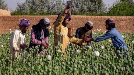 نگرانی تاجیکستان از افزایش کشت مواد مخدر در افغانستان 