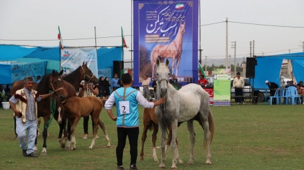 北東部トルクメン地方の馬祭り