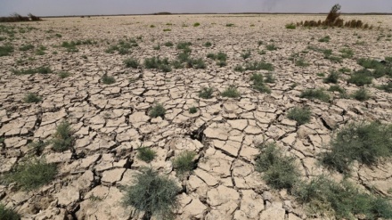 Scienziati hanno scoperto i geni per contrastare la siccità