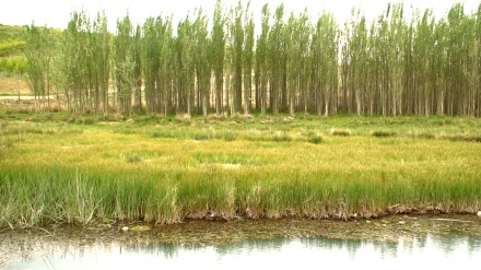 南西部のギャンドマーン湿原
