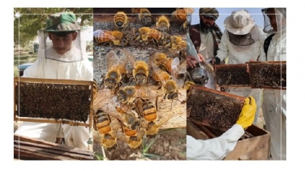 تولید ۳۶ تن عسل در قندهار طی سال جاری