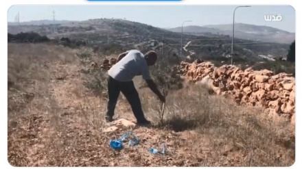 מתנחלים עקרו 120 עצי זית פלסטינים ליד שכם