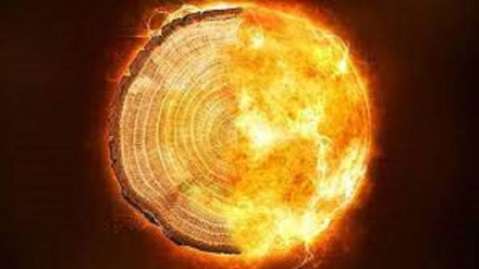 Negli alberi millenari la spia di una catastrofe cosmica 