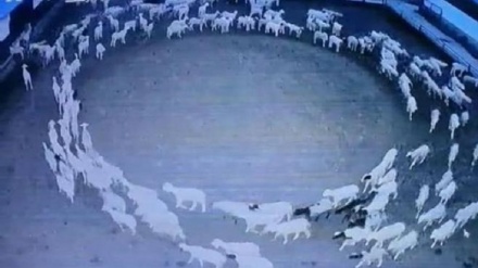 Centinaia di pecore camminano in cerchio per 12 giorni di fila e nessuno sa perché