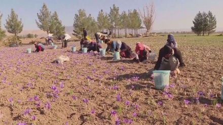  Take another look into Iran's 'red gold': Saffron 