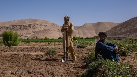  تشدید مشکلات بخش کشاورزی در افغانستان