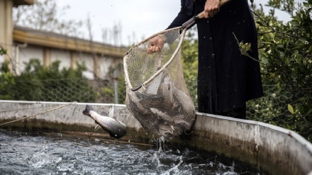 イラン水産物が、世界55カ国に輸出