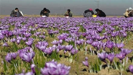 تاکید کشاورزان افغانستان بر ضرورت حمایت طالبان از آنان