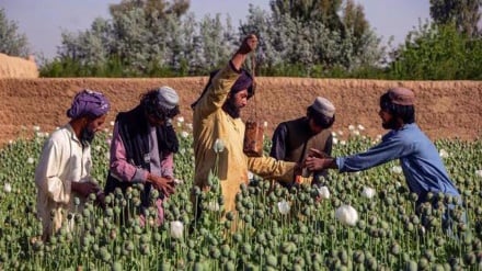 Afghanistan, coltivazione oppio aumentata 50% durante guerra USA