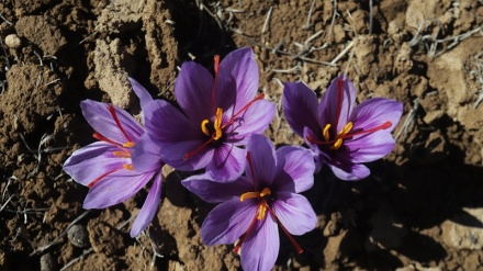22 میلیون دلار؛ درآمد افغانستان از صادرات زعفران