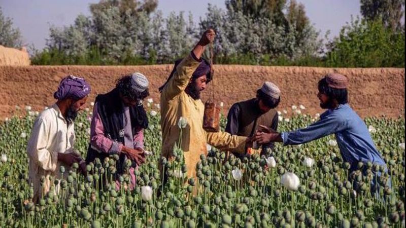 Afghanische Opiumproduktion ist seit der US-geführten Invasion 50-mal höher