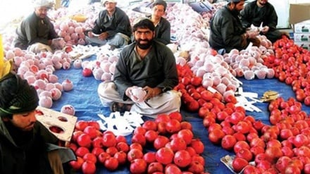 د طالبانو ټولګټو وزارت : تېره اونۍ له افغانستانه ډېر د انارو جوس بهرته صادرشوي