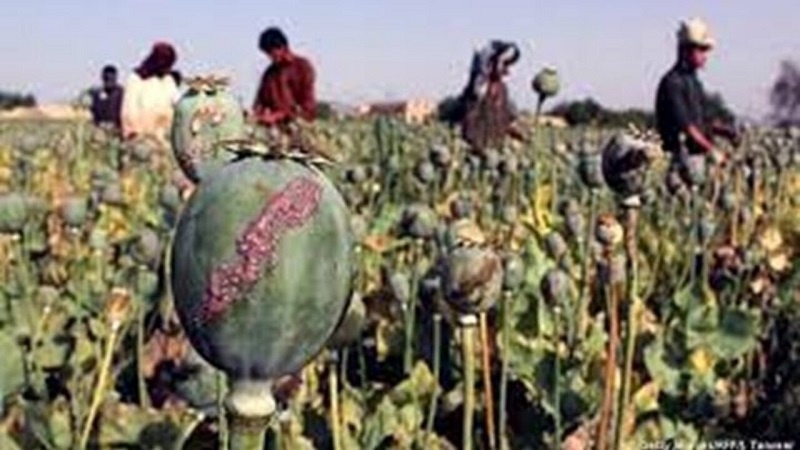 تمایل کشاورزان افغان به کشت خشخاش