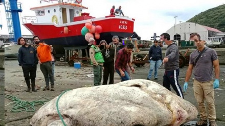Il pesce più strano del mondo? Pesa 3 tonnellate