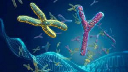 Il cromosoma Y sta svanendo e potremmo estinguerci molto presto 