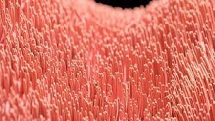 Individuate misteriose strutture nel cervello che controllano la nostra percezione del tempo