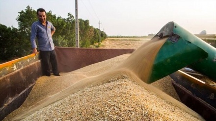 FAO: Rezervat e grurit të Iranit janë një herë e gjysmë më shumë se mesatarja botërore