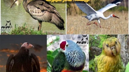 طالبان شکار پرندگان خاص را قانونمند کرد