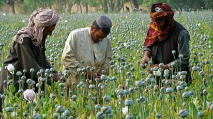 アフガンは今なお世界最大の麻薬生産国