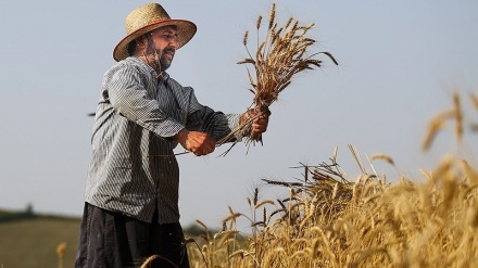 イランの小麦生産量が年間1150万トン到達へ
