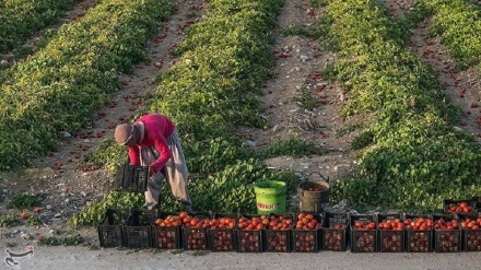 Չնայած երաշտին, Իրանն աշխարհում գյուղմթերքի խոշորագույն արտադրողներից է