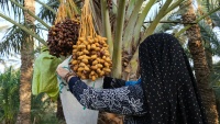 美丽伊朗——锡斯坦和俾路支斯坦省椰枣丰收