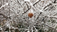 テヘランでの初雪