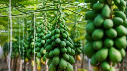 西部ハマダーン州での熱帯果物・パパイヤ栽培