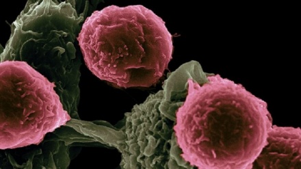 Passano al nemico le cellule stanche di combattere il cancro 