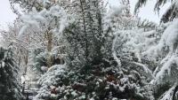 テヘランでの初雪