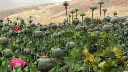 معین مبارزه با مواد مخدر: کشت مواد مخدر در افغانستان صفر شده است