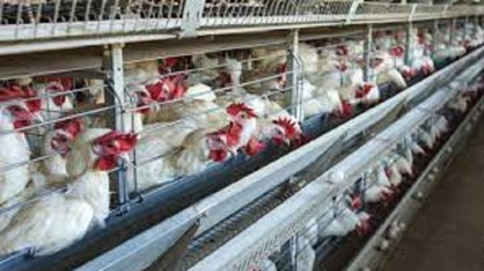 Influenza aviaria, un nuovo ceppo preoccupa la Spagna