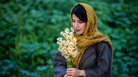 Panen Bunga Narsis di Behbahan, Iran (1)