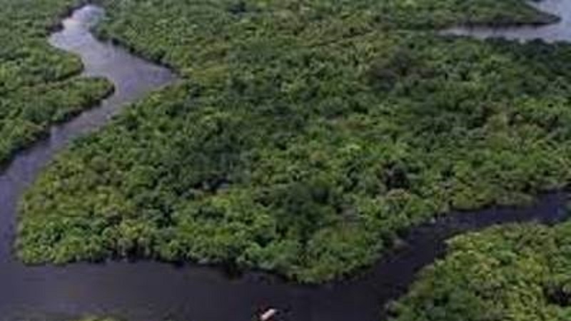 Ամազոնի անտառների ավելի քան մեկ երրորդը դեգրադացվում է մարդու պատճառով․ գիտնականներ