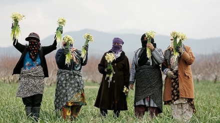 Panen Bunga Narsis di Golestan