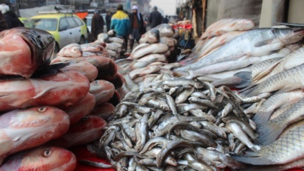   بازار ماهی‌ فروشان در شهر مزارشریف