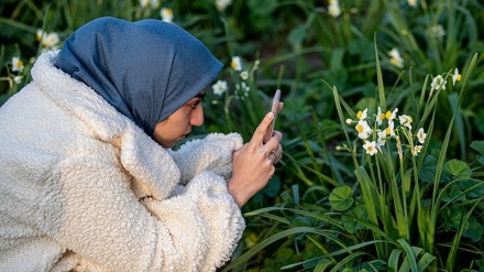 Panen Bunga Narsis di Behbahan, Iran (2)