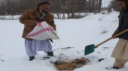 خطر انقراض پرندگان نایاب در شمال شرق افغانستان