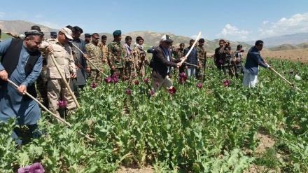 رهبرطالبان دستور سروی مزارع کوکنار در افغانستان را صادر کرد