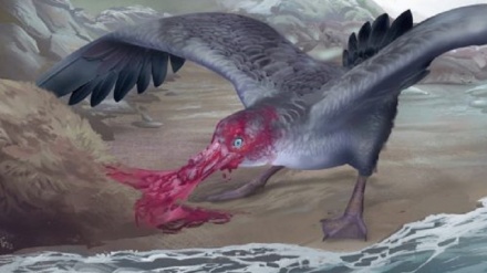 Scoperti i resti di un uccello gigante che divorava le foche 3 milioni di anni fa