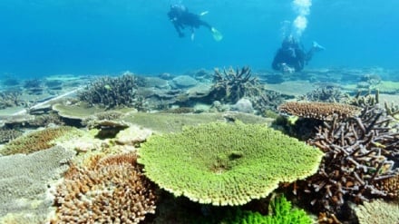 自然保護団体が、沖縄基地移設計画地の貴重なサンゴ礁について警鐘